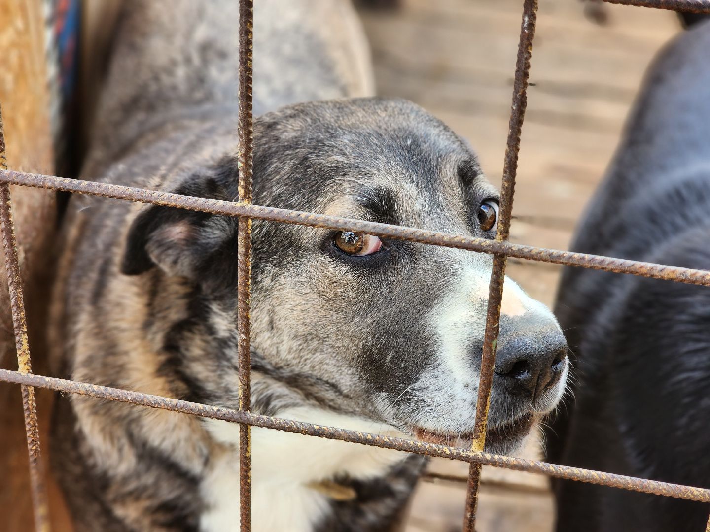 королёв, всем по собаке , зоо дом, приют для собак в королеве, волонтеры,