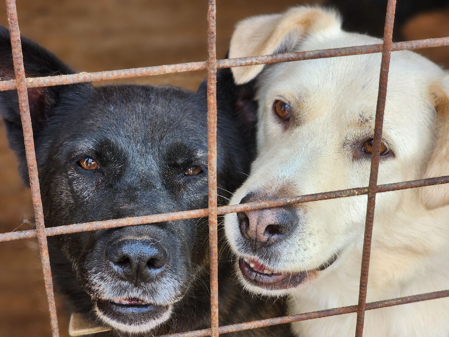 королёв, всем по собаке , зоо дом, приют для собак в королеве, волонтеры,