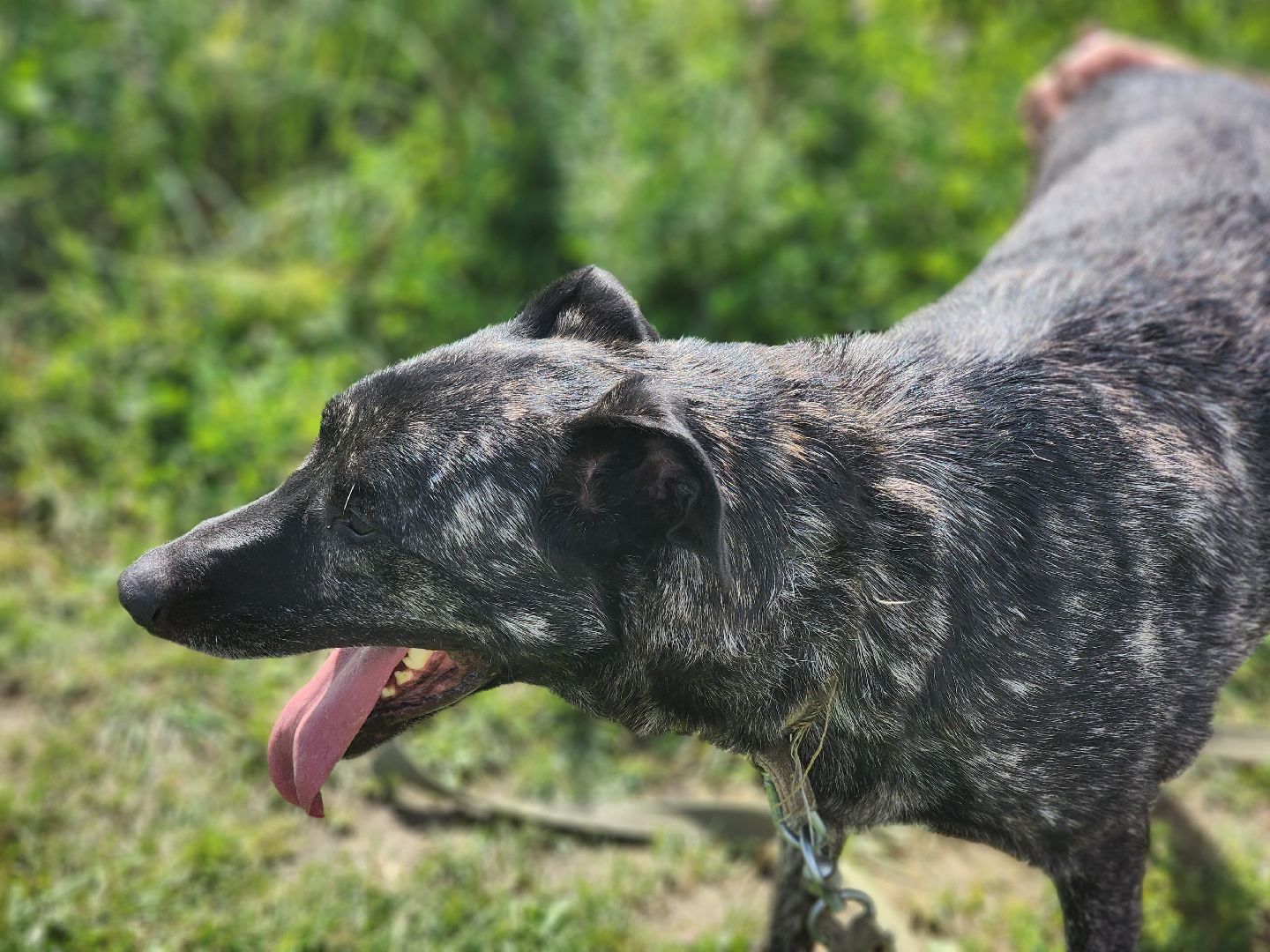 королёв, всем по собаке , зоо дом, приют для собак в королеве, волонтеры,