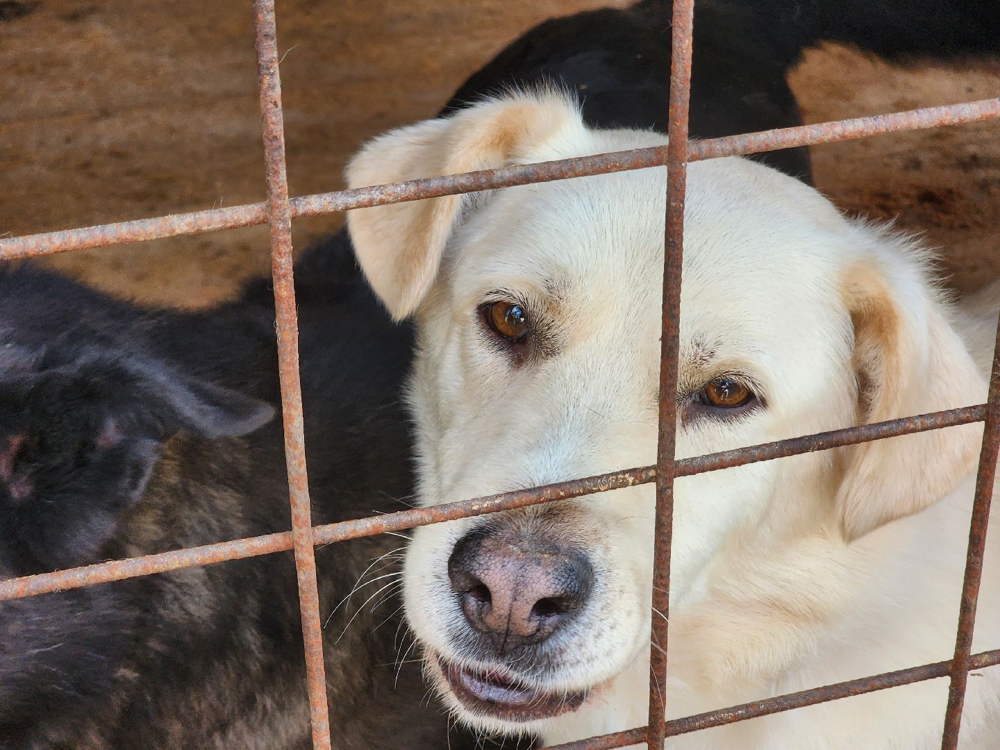 королёв, всем по собаке , зоо дом, приют для собак в королеве, волонтеры,