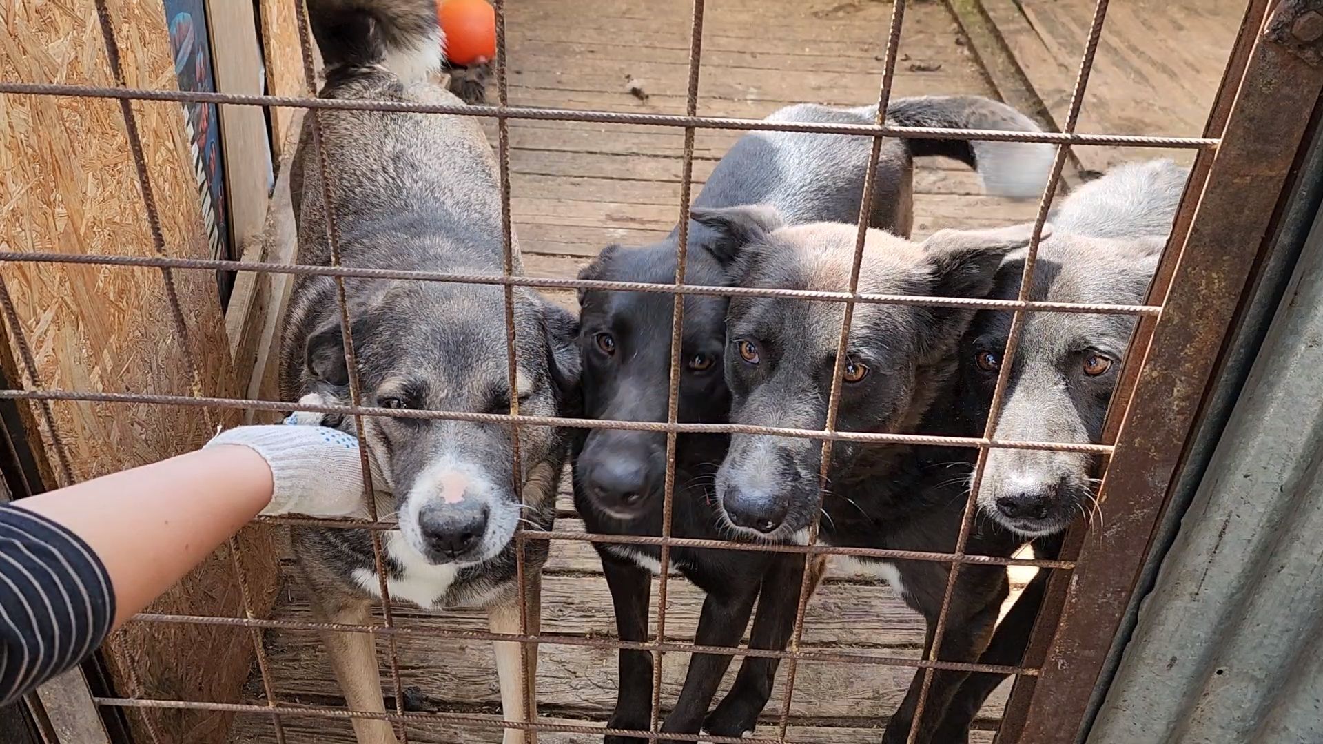 королёв, всем по собаке , зоо дом, приют для собак в королеве, волонтеры,
