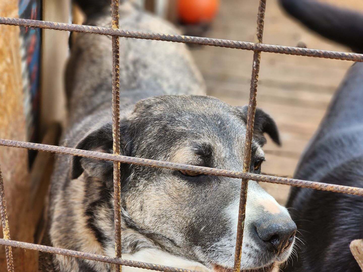 королёв, всем по собаке , зоо дом, приют для собак в королеве, волонтеры,
