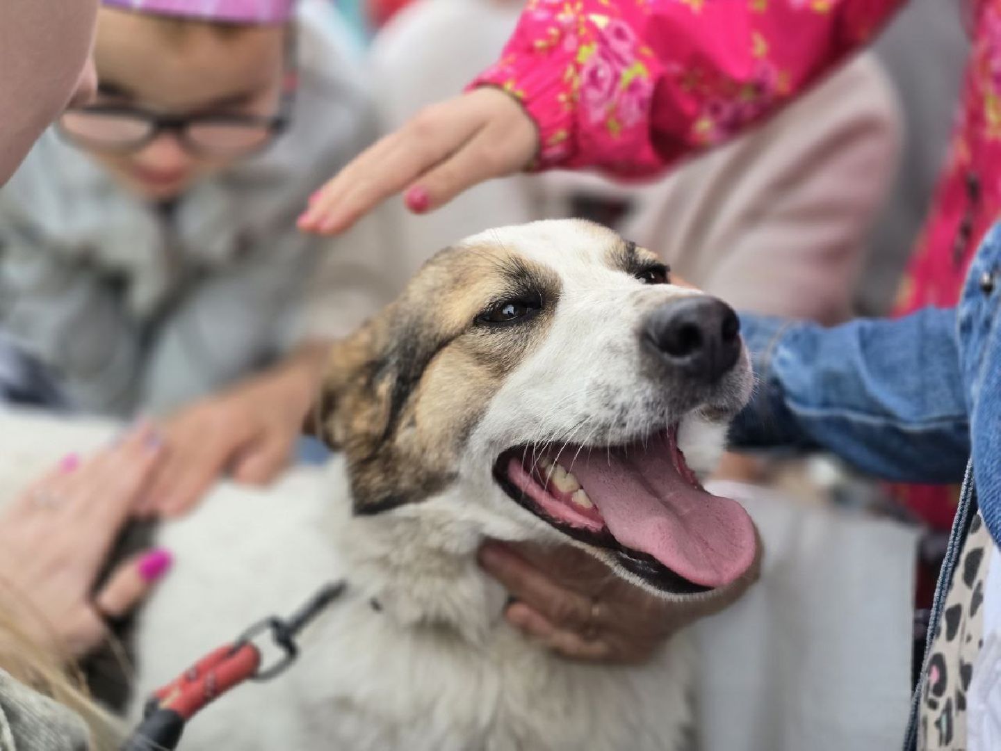 можайск, можайский муниципальный округ, подмосковье, приют бездомных животных, день рождения,  15 лет, юбилей, собаки,
