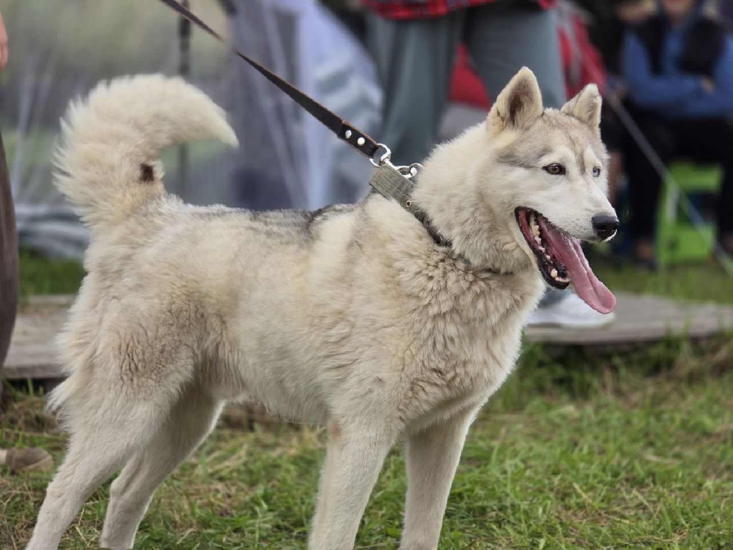 можайск, можайский муниципальный округ, подмосковье, приют бездомных животных, день рождения,  15 лет, юбилей, собаки,