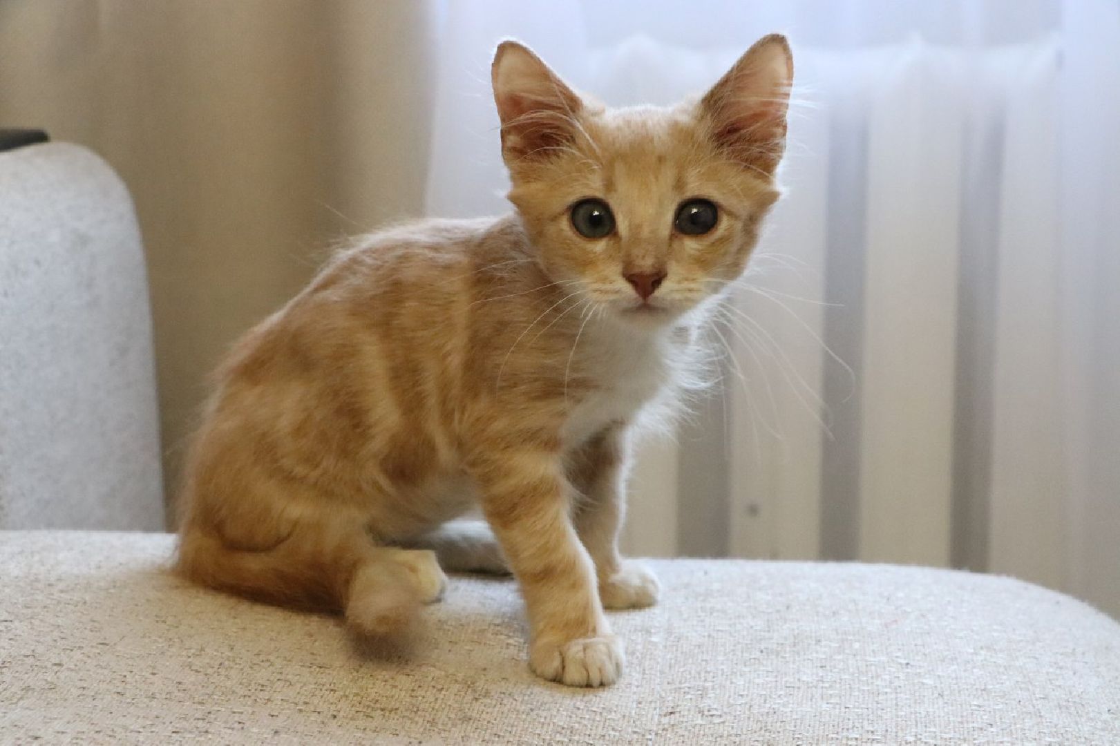 серебряные пруды, спасение бездомных животных,