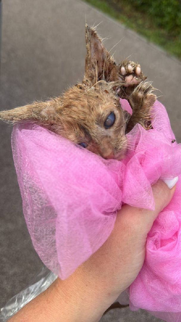 серебряные пруды, спасение бездомных животных,