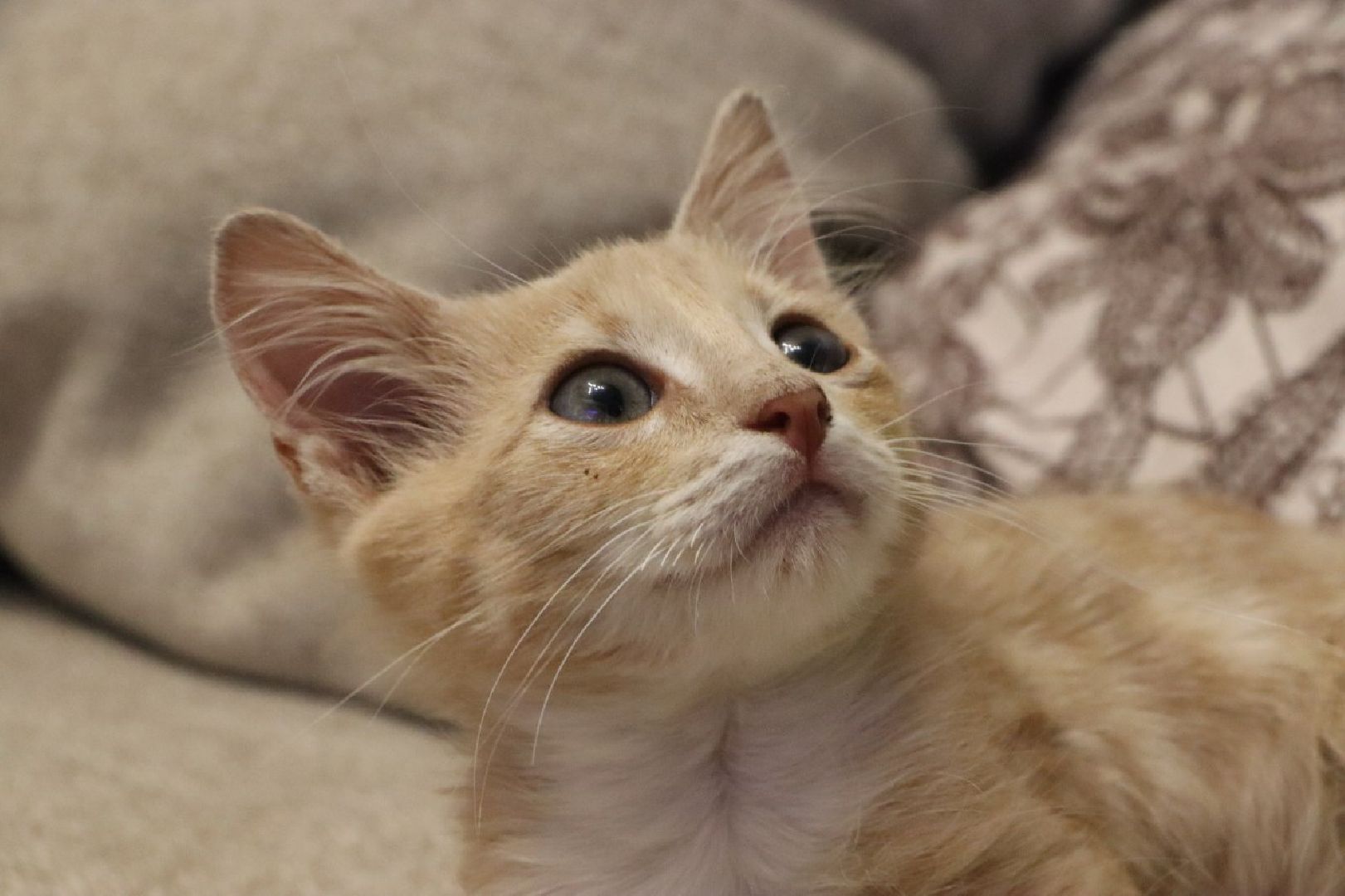 серебряные пруды, спасение бездомных животных,