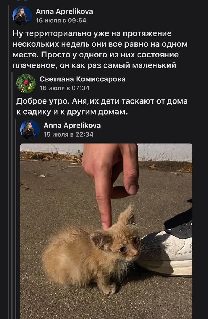 серебряные пруды, спасение бездомных животных,