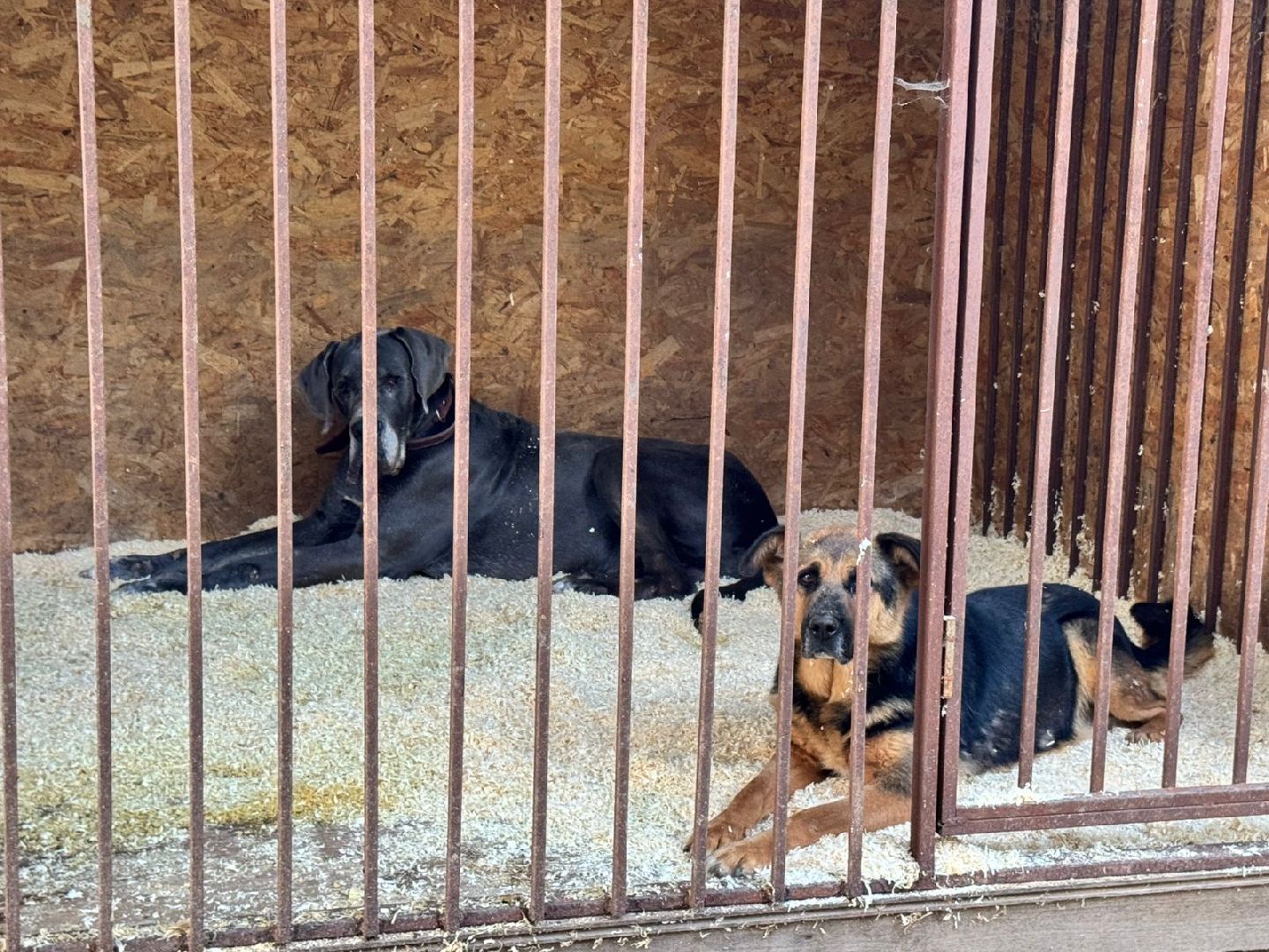 шаховская, приют бездомных животных, приют для бездомных животных, приют для животных, сбор помощи, акция,