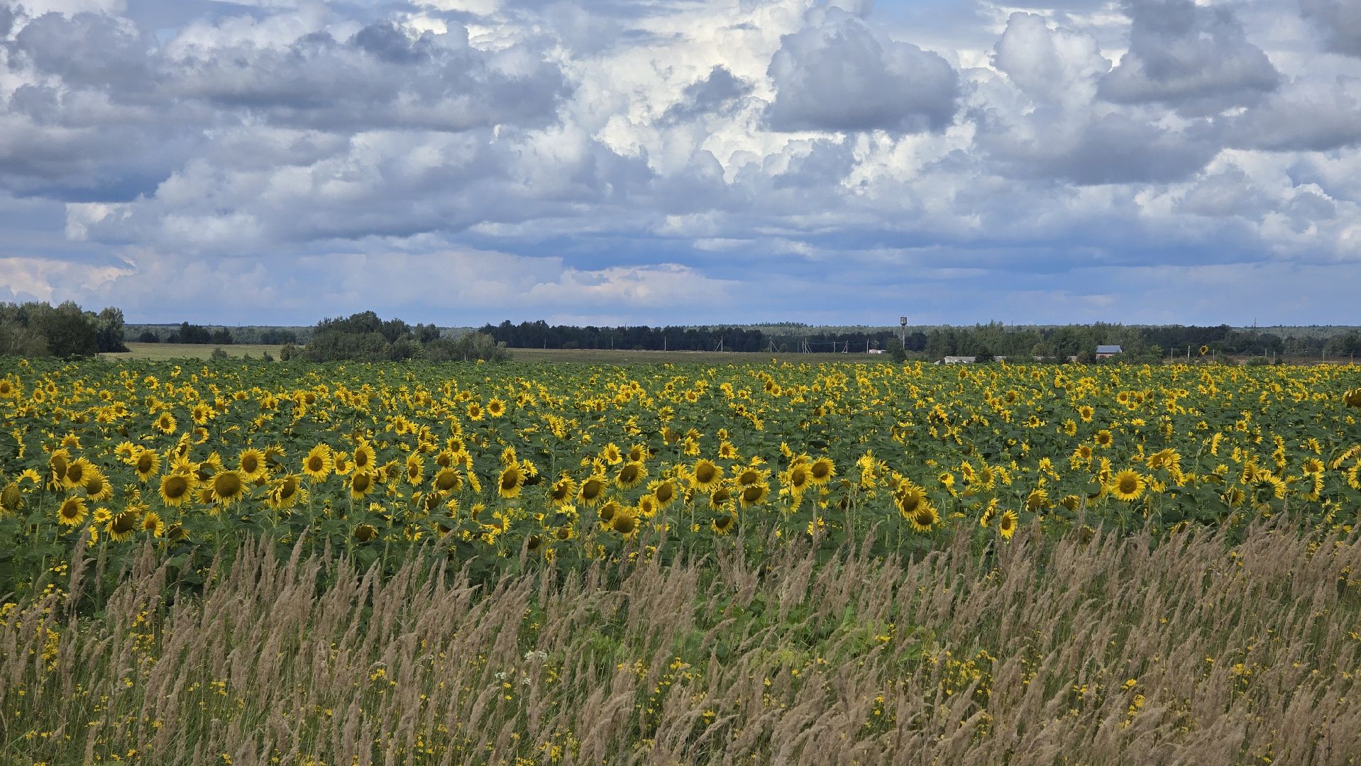 Коломна, Озеры, подсолнечник,
