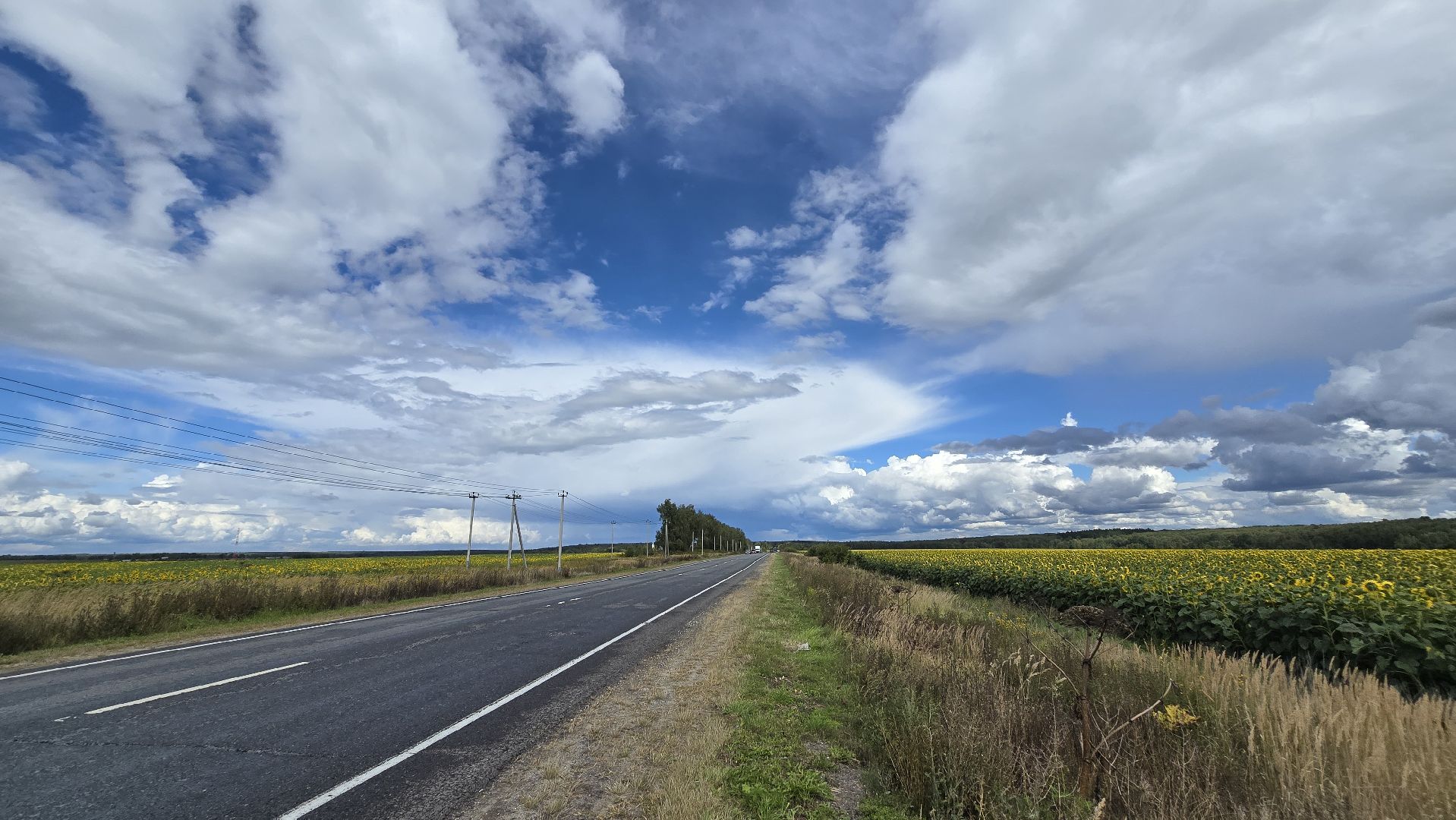 Коломна, Озеры, подсолнечник,