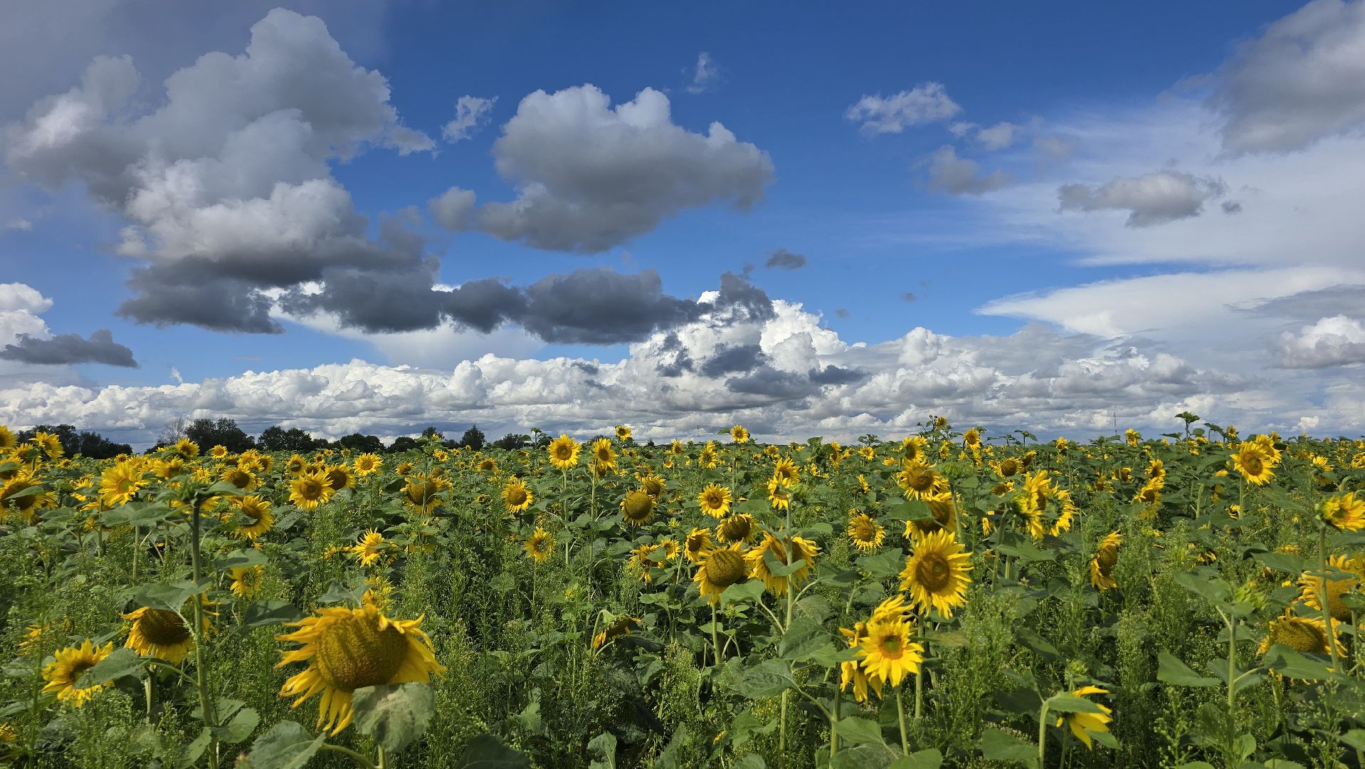 Коломна, Озеры, подсолнечник,
