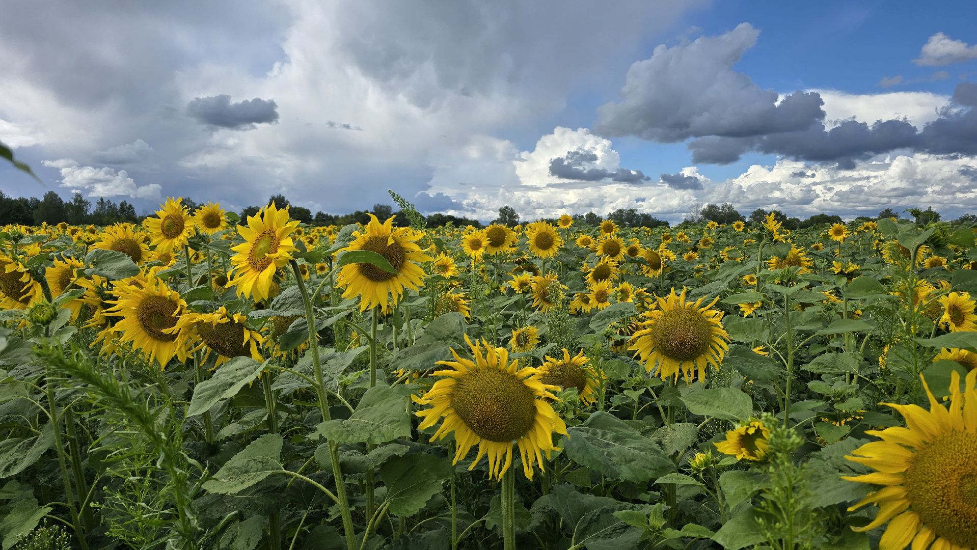 Коломна, Озеры, подсолнечник,
