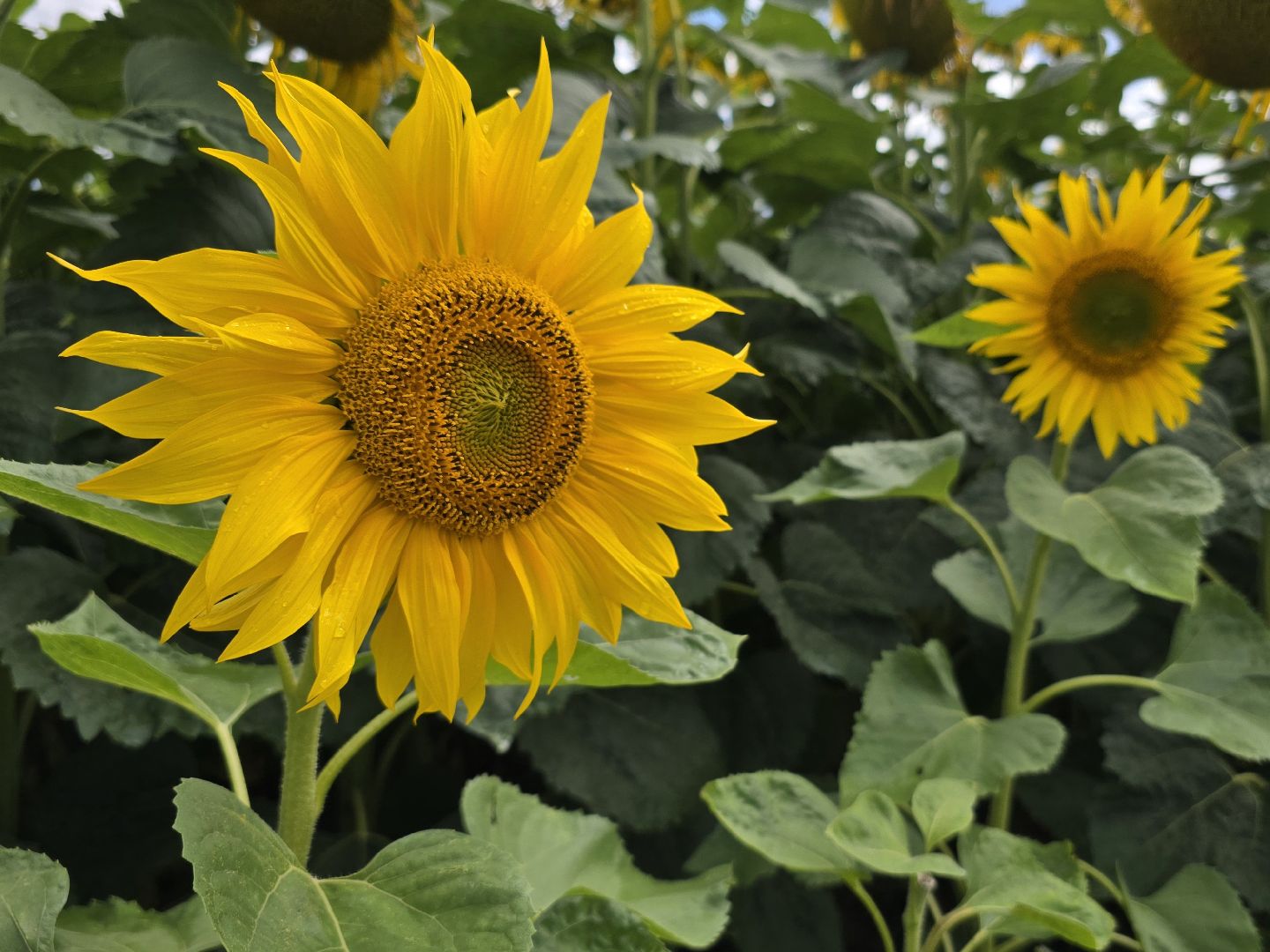 Коломна, Озеры, подсолнечник,