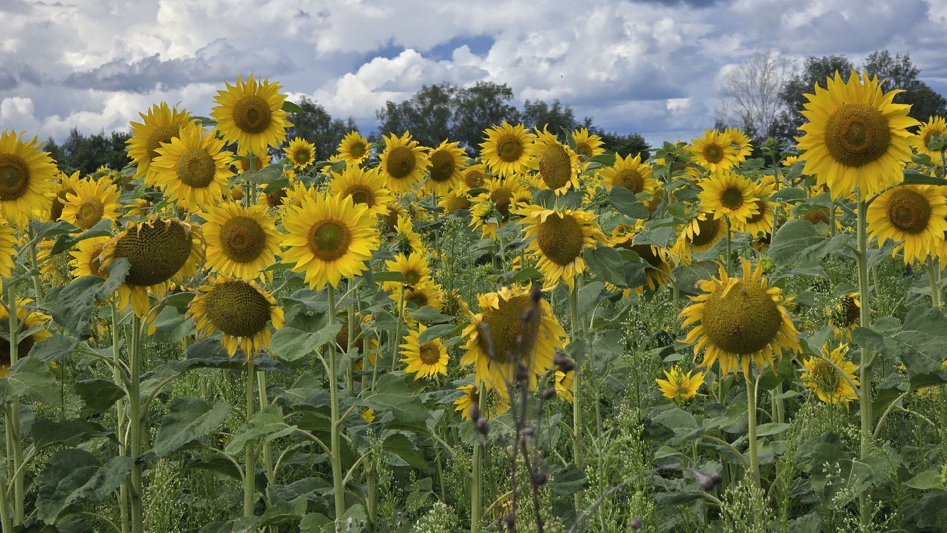 Коломна, Озеры, подсолнечник,