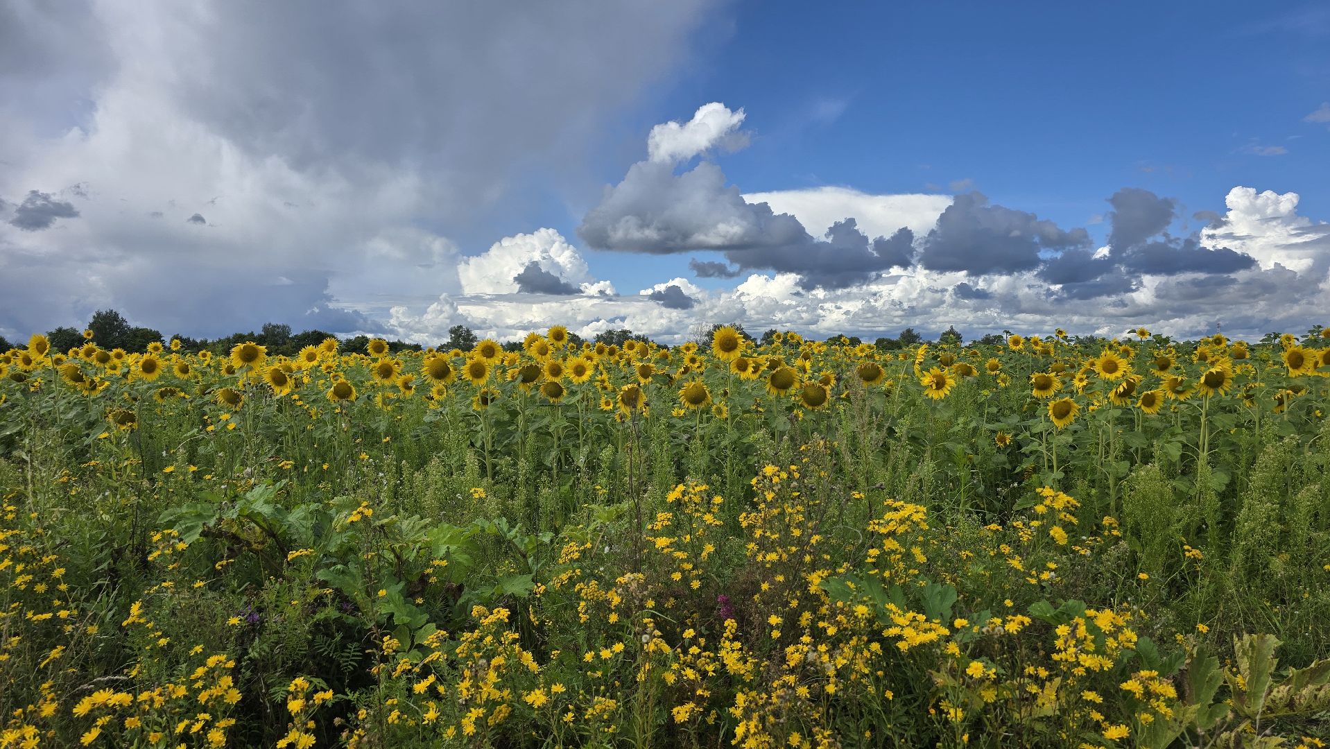 Коломна, Озеры, подсолнечник,