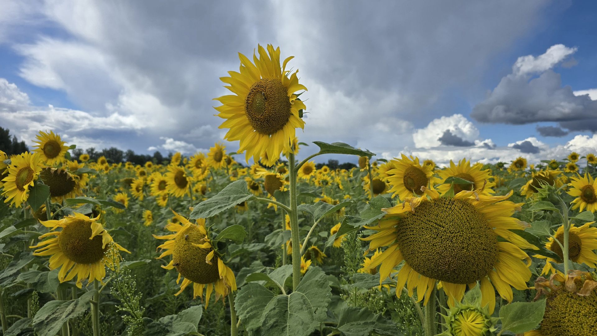 Коломна, Озеры, подсолнечник,