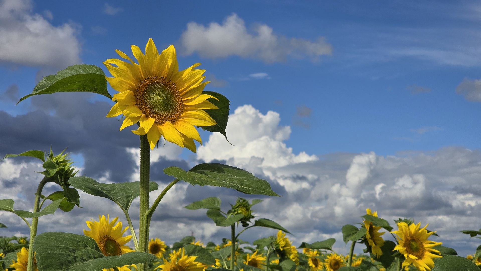 Коломна, Озеры, подсолнечник,