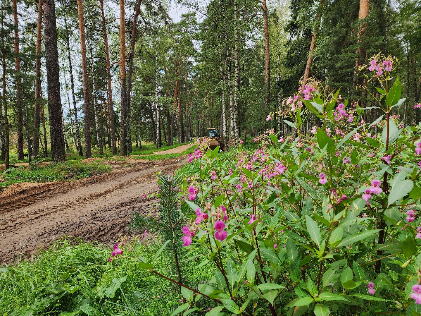 красноармейск, городской округ пушкинский, лесопарк, скейт-парк, благоустройство ,