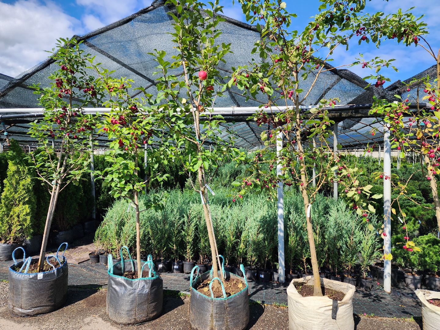 люберцы, сельское хозяйство, вторая международная выставка ассоциации производителей посадочного материала,