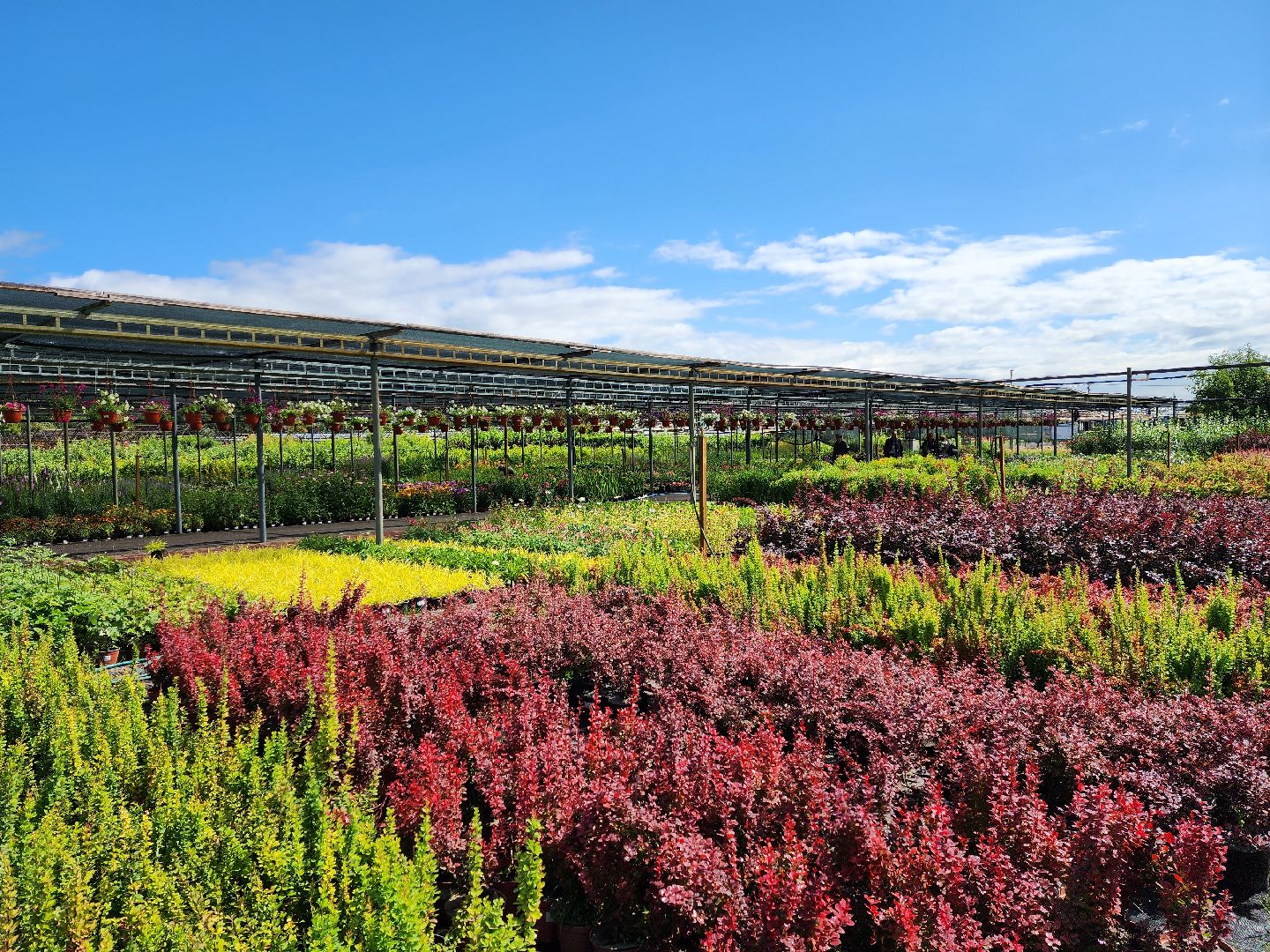 люберцы, сельское хозяйство, вторая международная выставка ассоциации производителей посадочного материала,