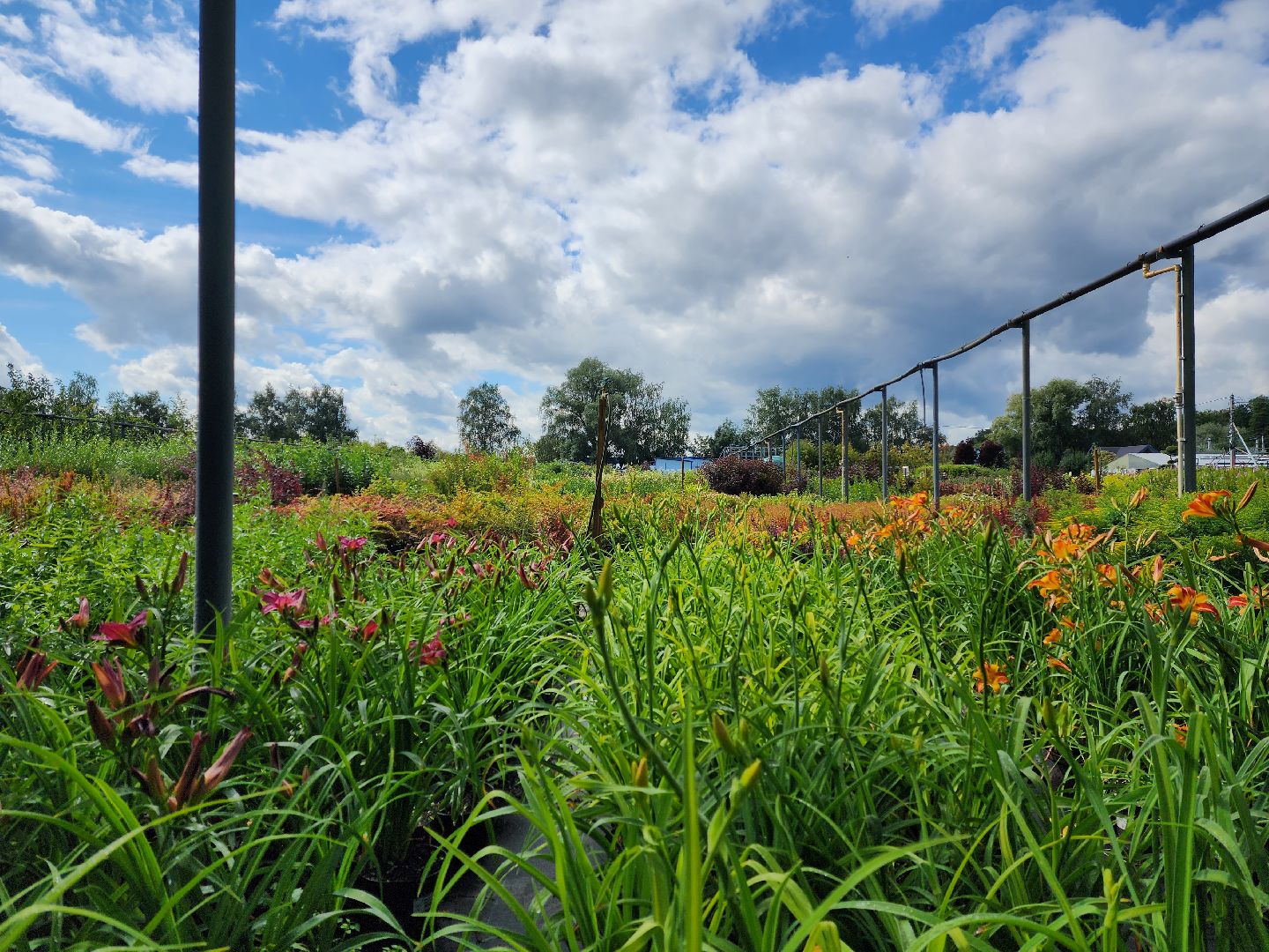 люберцы, сельское хозяйство, вторая международная выставка ассоциации производителей посадочного материала,