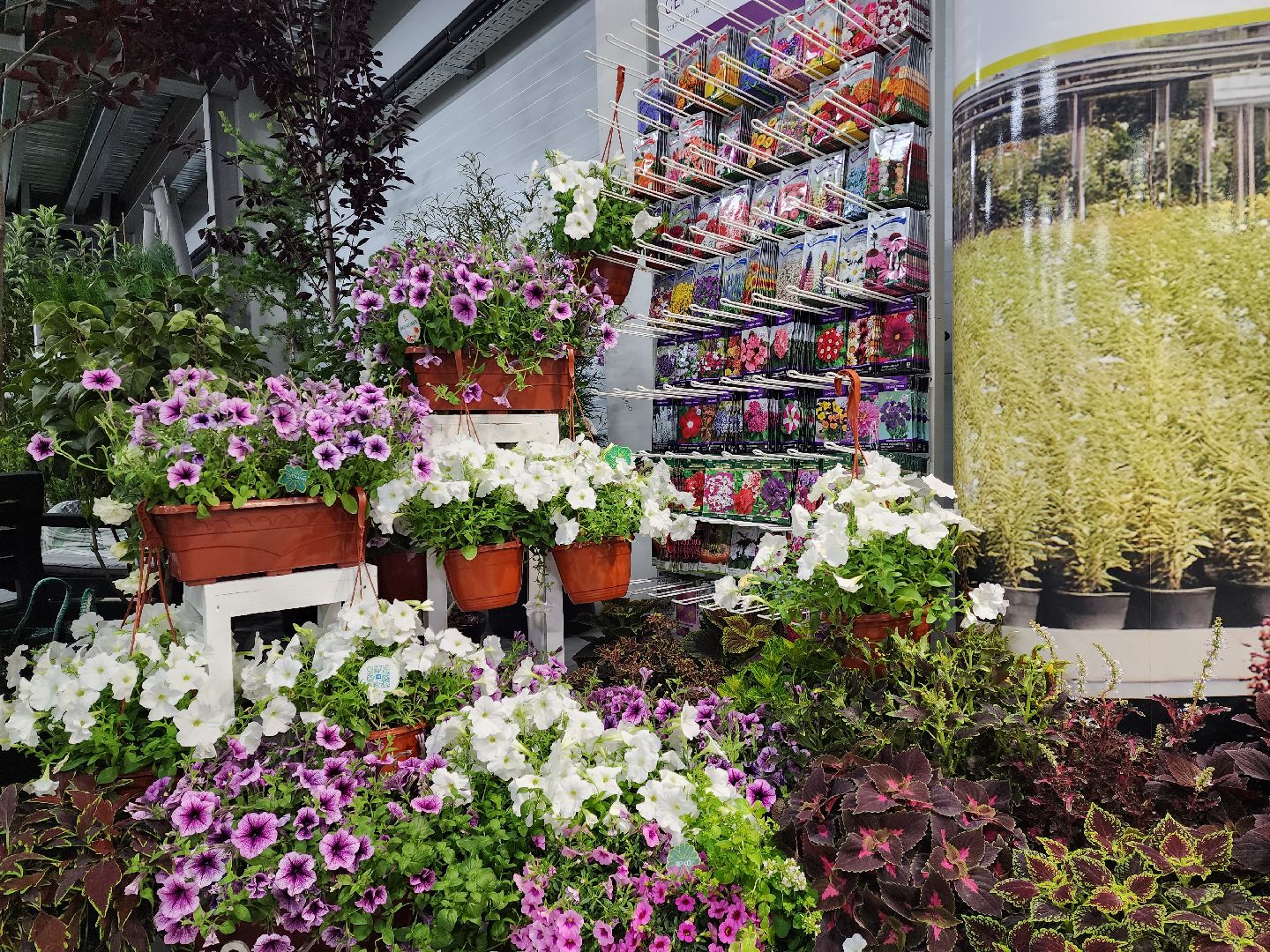 люберцы, сельское хозяйство, вторая международная выставка ассоциации производителей посадочного материала,