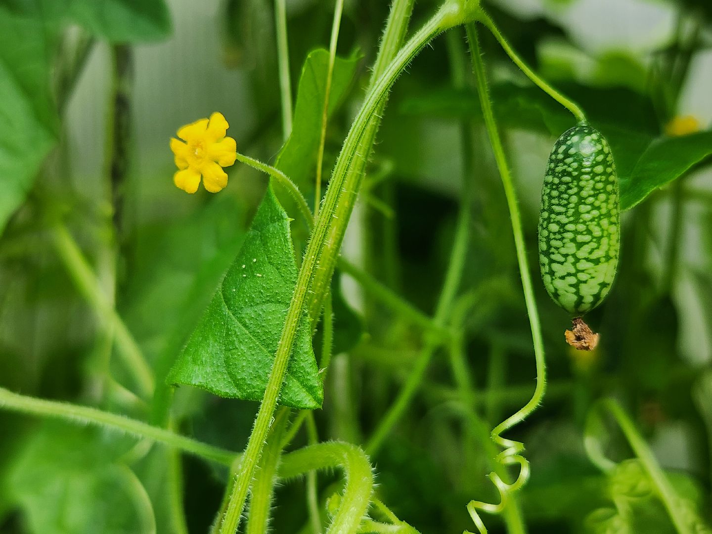 садоводство, мелотрия,  дачный сезон, старая купавна, богородский городской округ,