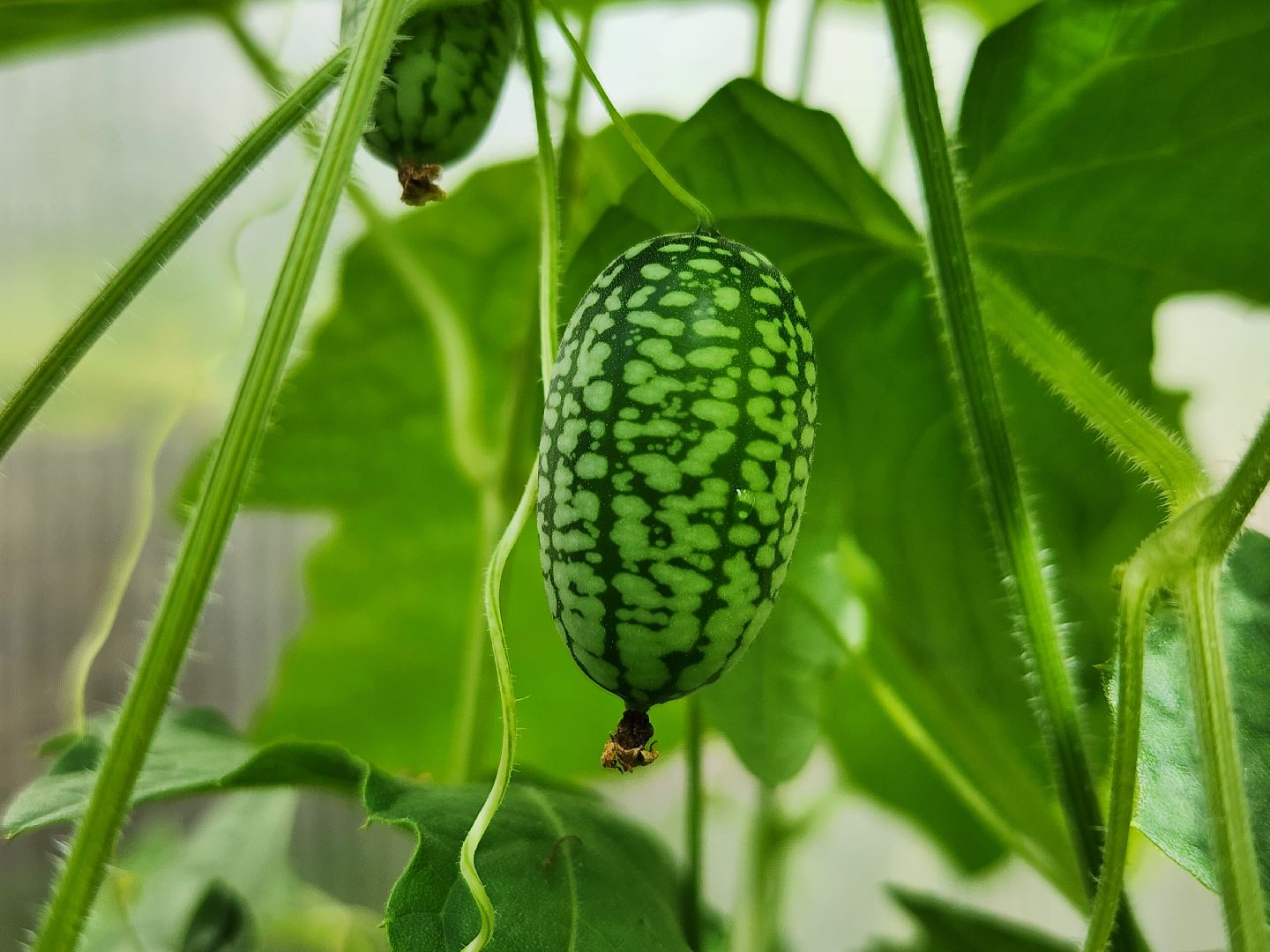 садоводство, мелотрия,  дачный сезон, старая купавна, богородский городской округ,