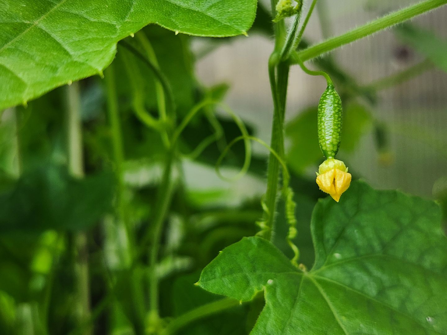 садоводство, мелотрия,  дачный сезон, старая купавна, богородский городской округ,