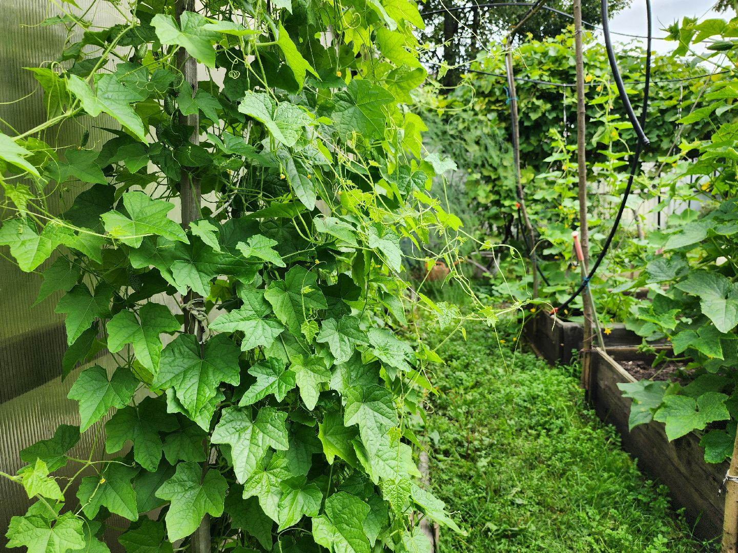 садоводство, мелотрия,  дачный сезон, старая купавна, богородский городской округ,