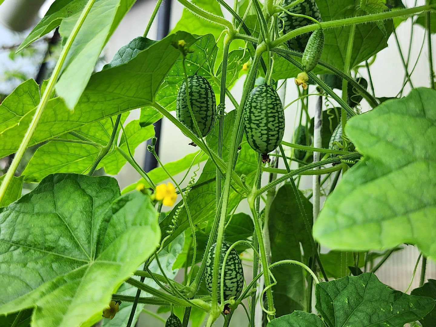 садоводство, мелотрия,  дачный сезон, старая купавна, богородский городской округ,