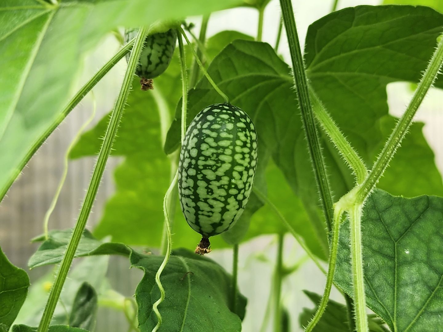 садоводство, мелотрия,  дачный сезон, старая купавна, богородский городской округ,