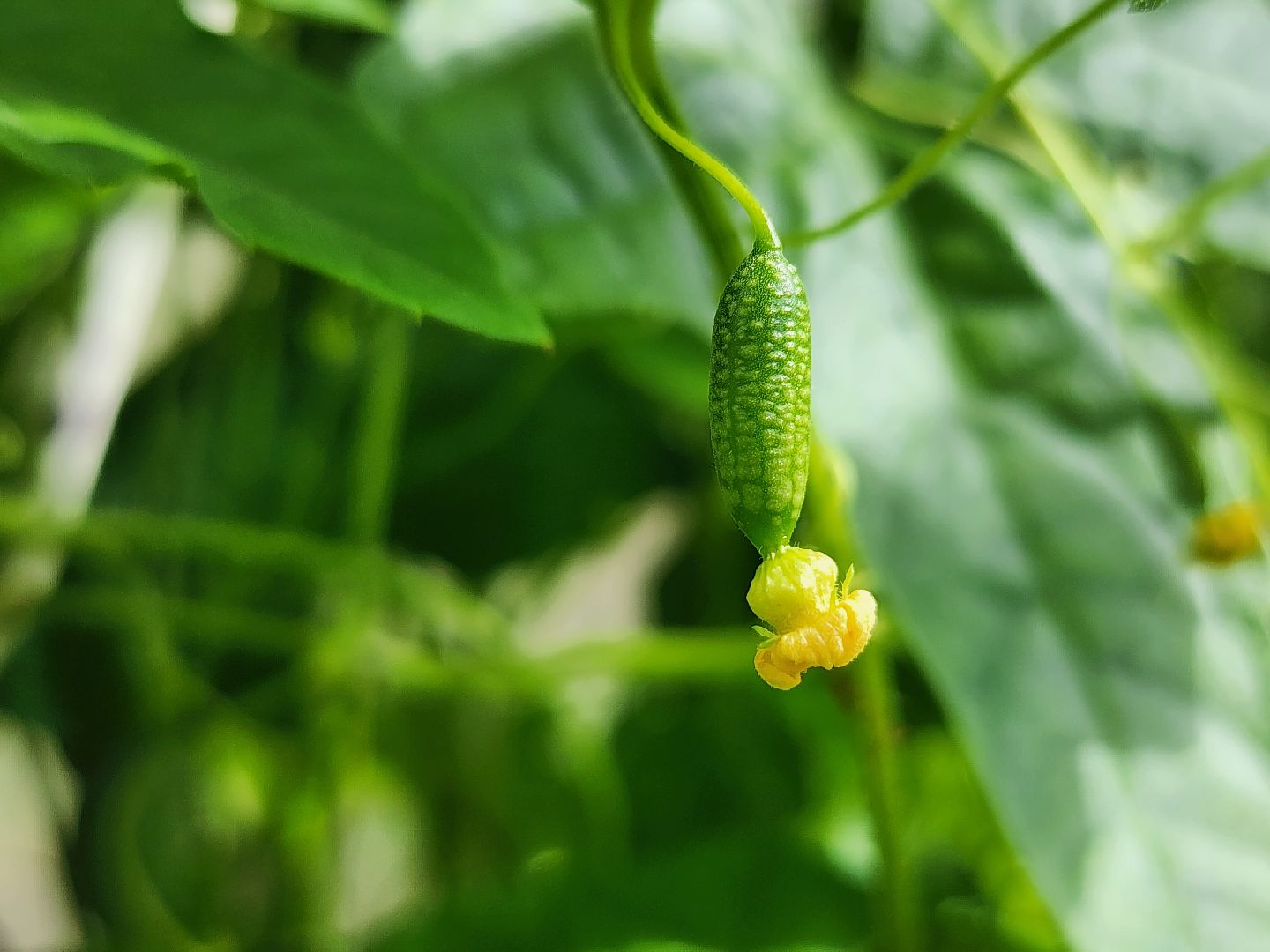 садоводство, мелотрия,  дачный сезон, старая купавна, богородский городской округ,