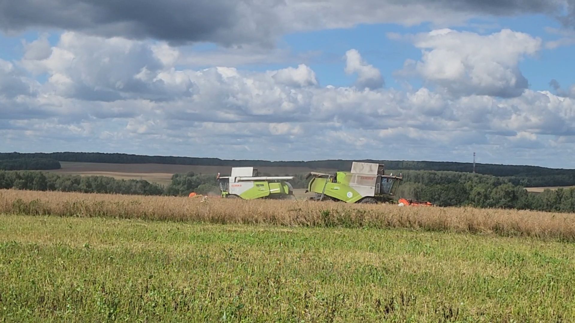 Зарайск, Сельское хозяйство, Уборочная кампания, Туламашагро, Уборка рапса в Зарайске,