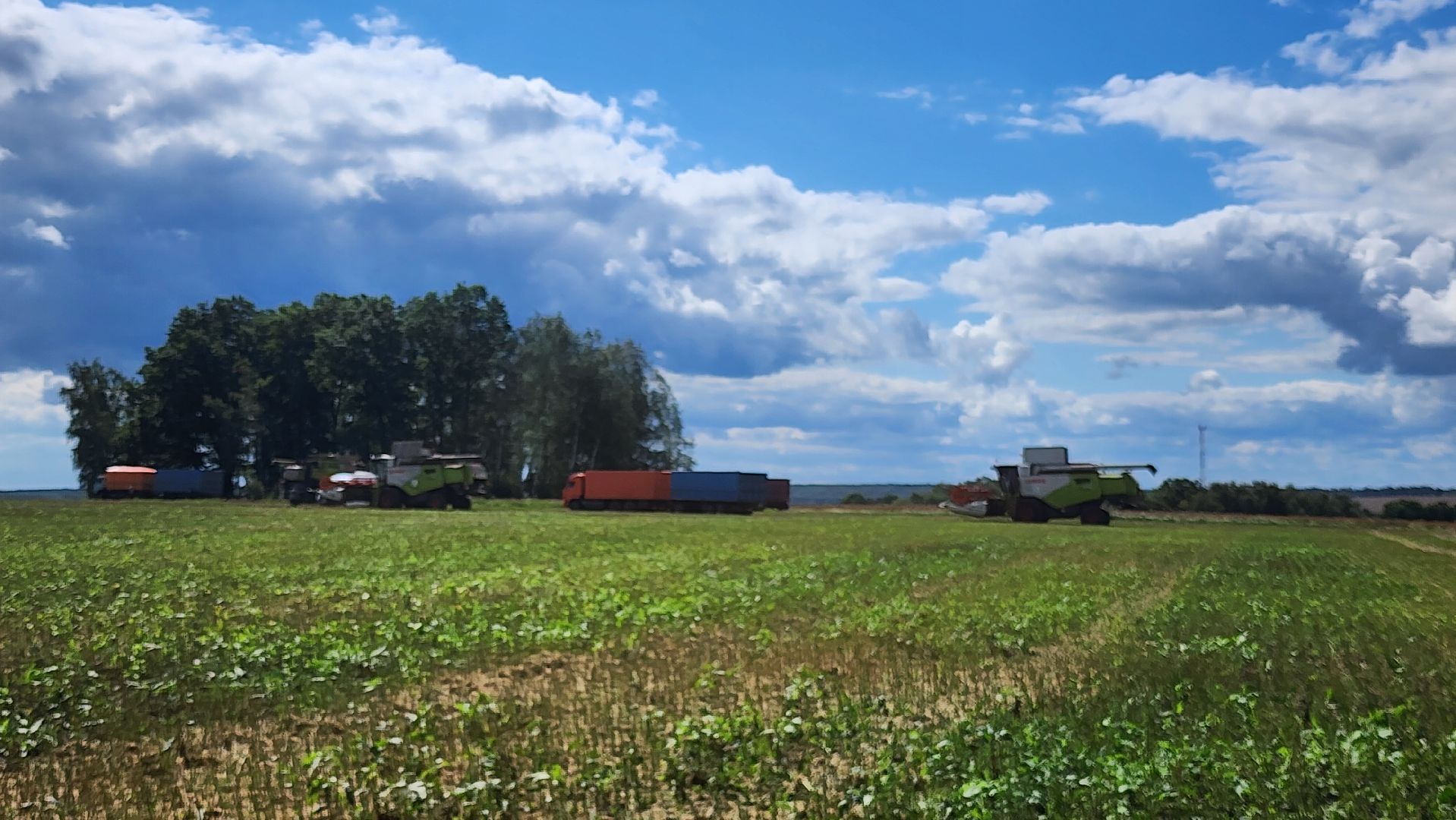 Зарайск, Сельское хозяйство, Уборочная кампания, Туламашагро, Уборка рапса в Зарайске,