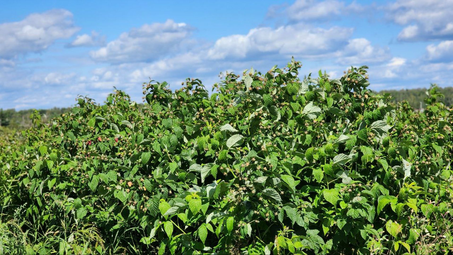 луховицы, сельскоехозяйствоподмосковья,