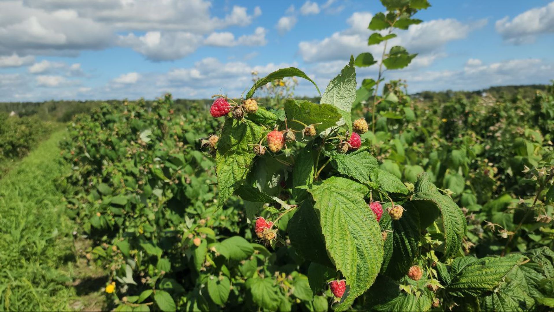 луховицы, сельскоехозяйствоподмосковья,