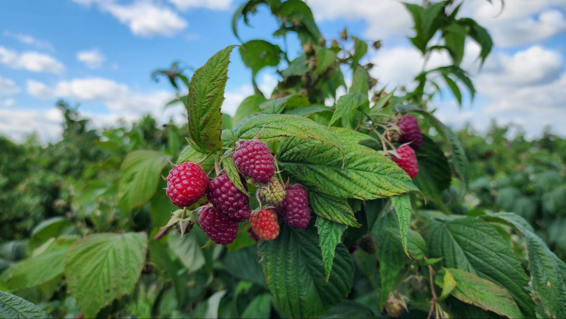 луховицы, сельскоехозяйствоподмосковья,