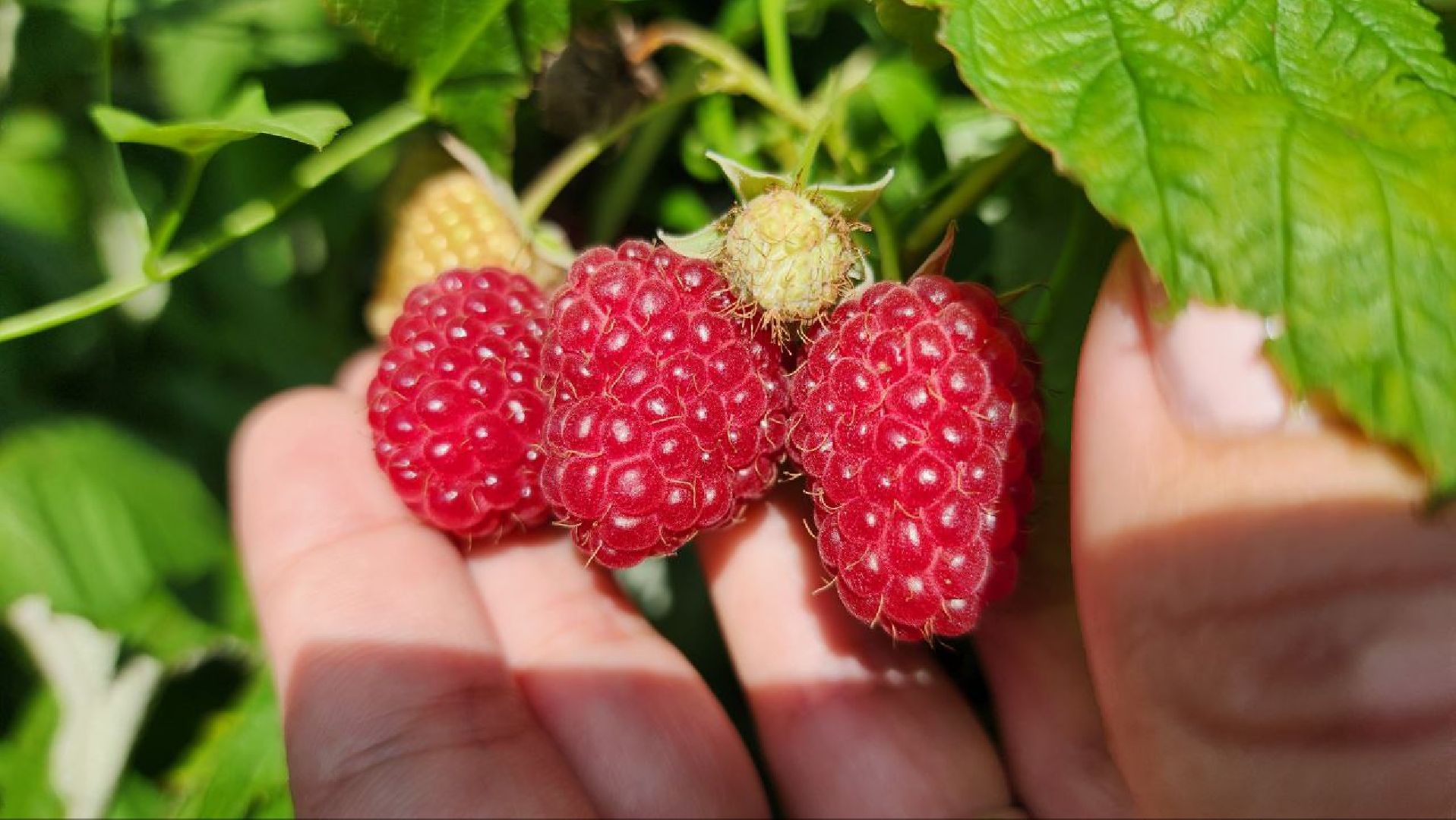 луховицы, сельскоехозяйствоподмосковья,