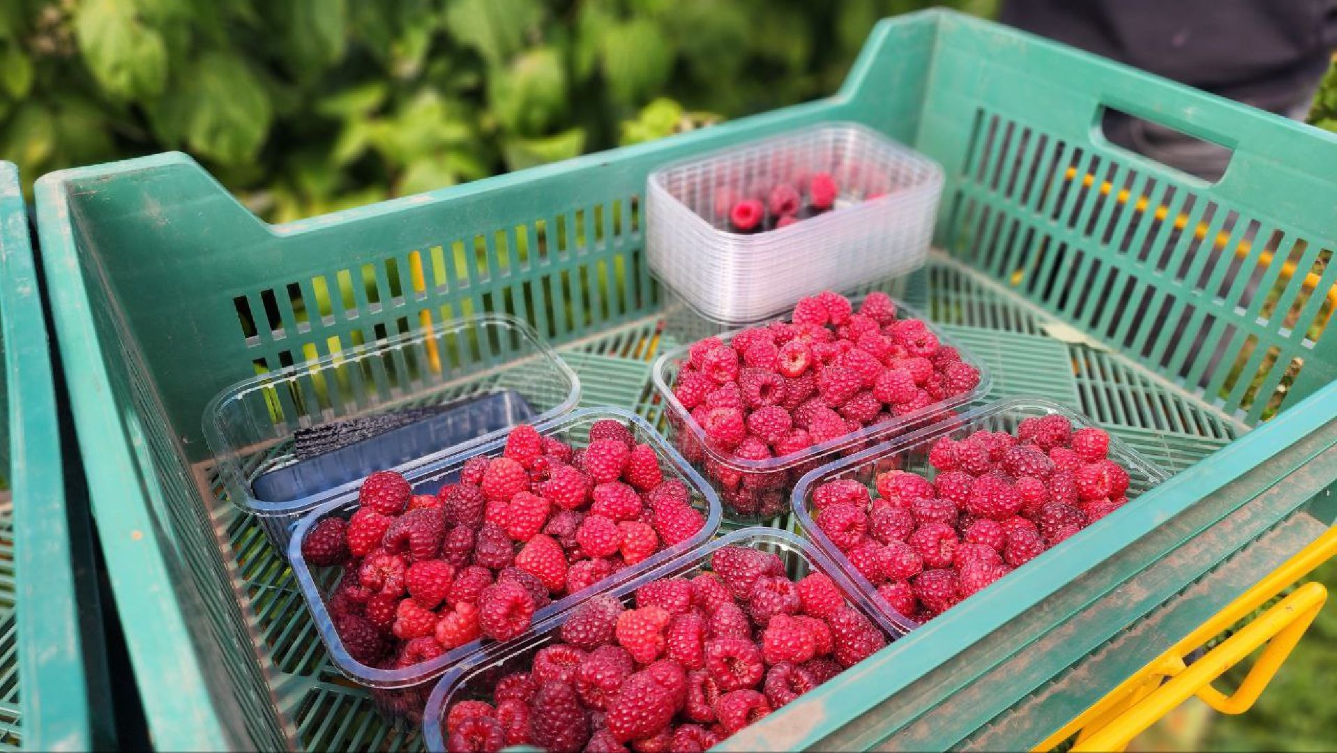 луховицы, сельскоехозяйствоподмосковья,