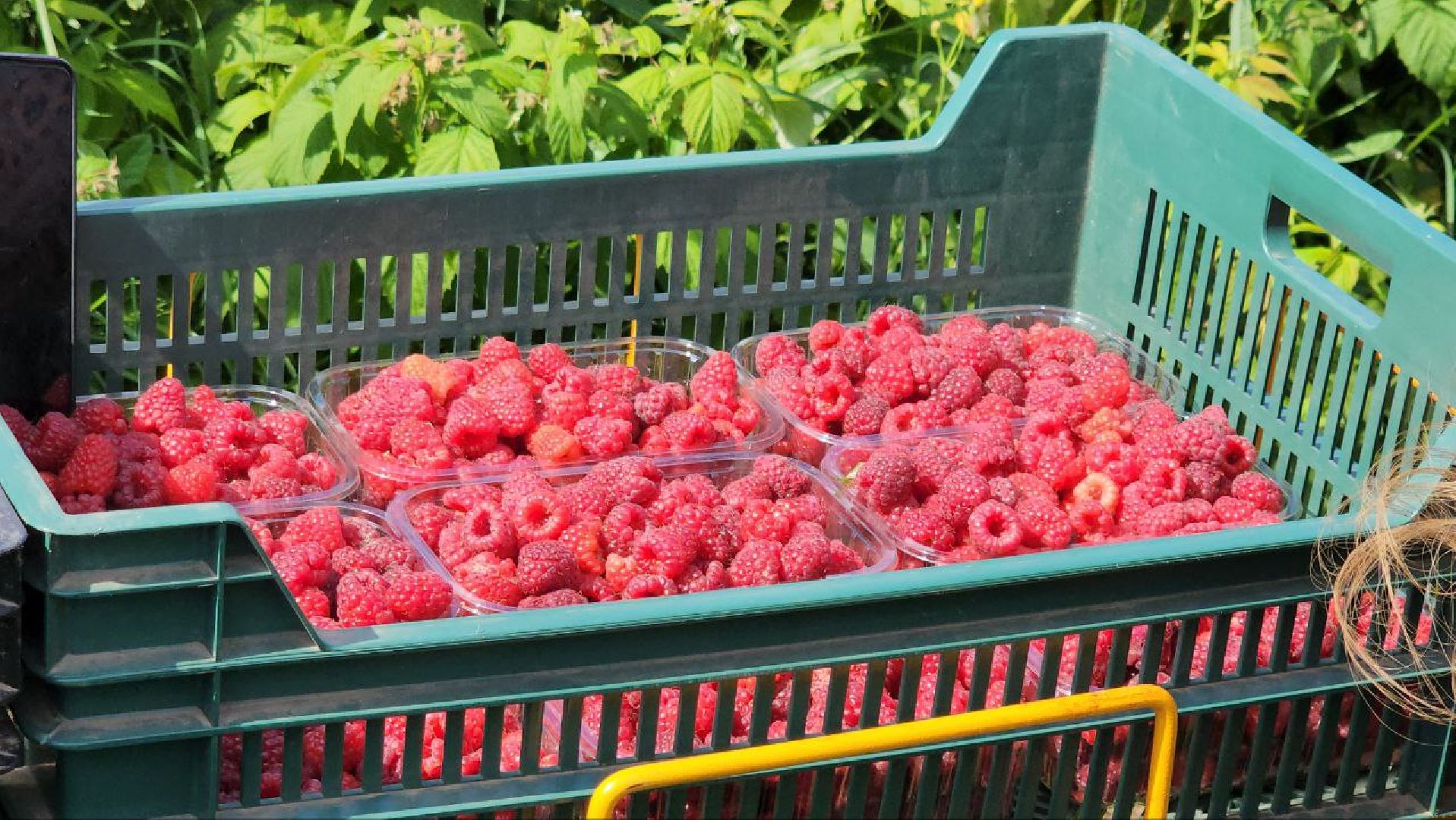 луховицы, сельскоехозяйствоподмосковья,