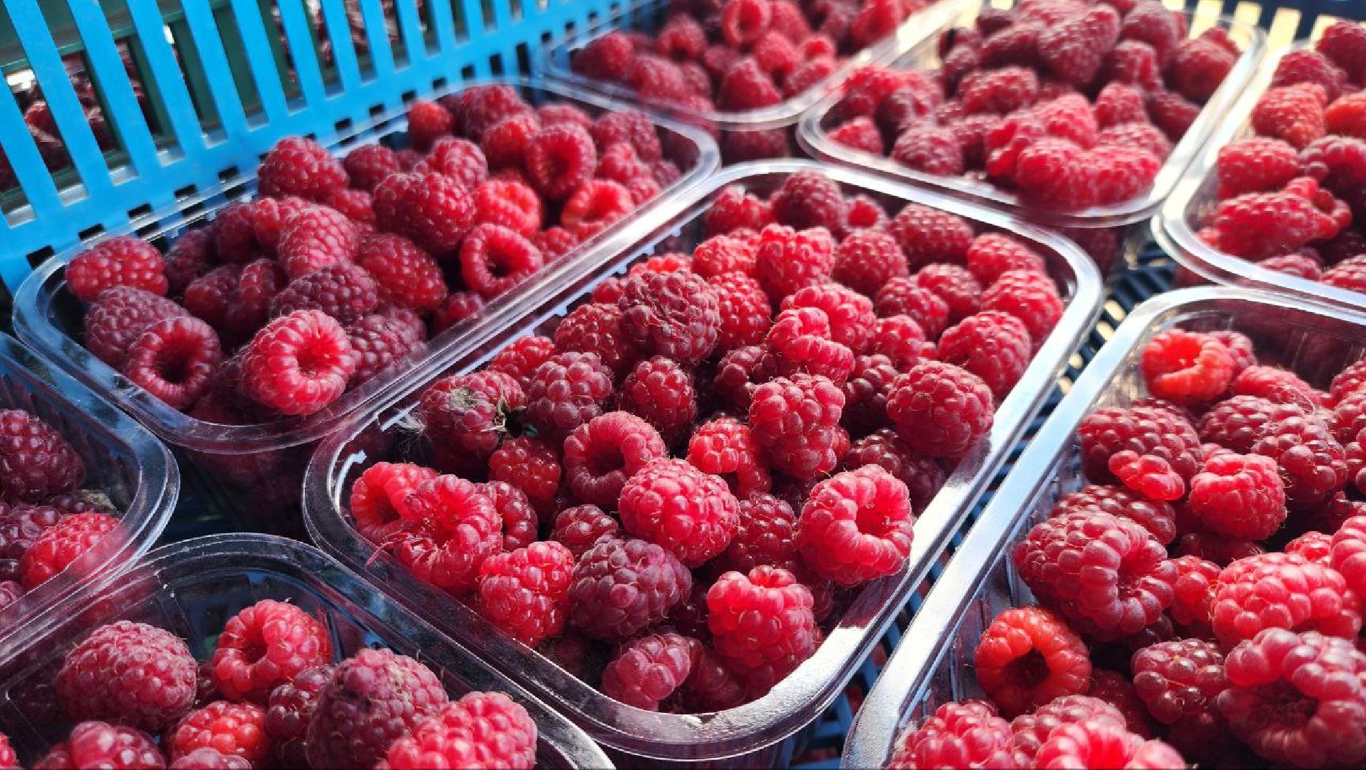 луховицы, сельскоехозяйствоподмосковья,