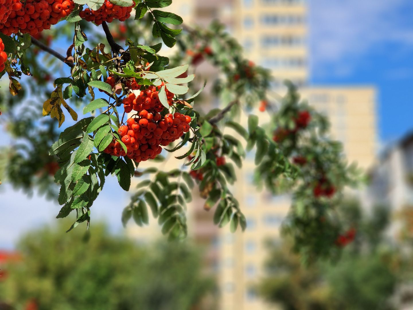 благоустройство, комплексное благоустройство дворов, комортная городская среда, старая купавна, богородский городской округ,