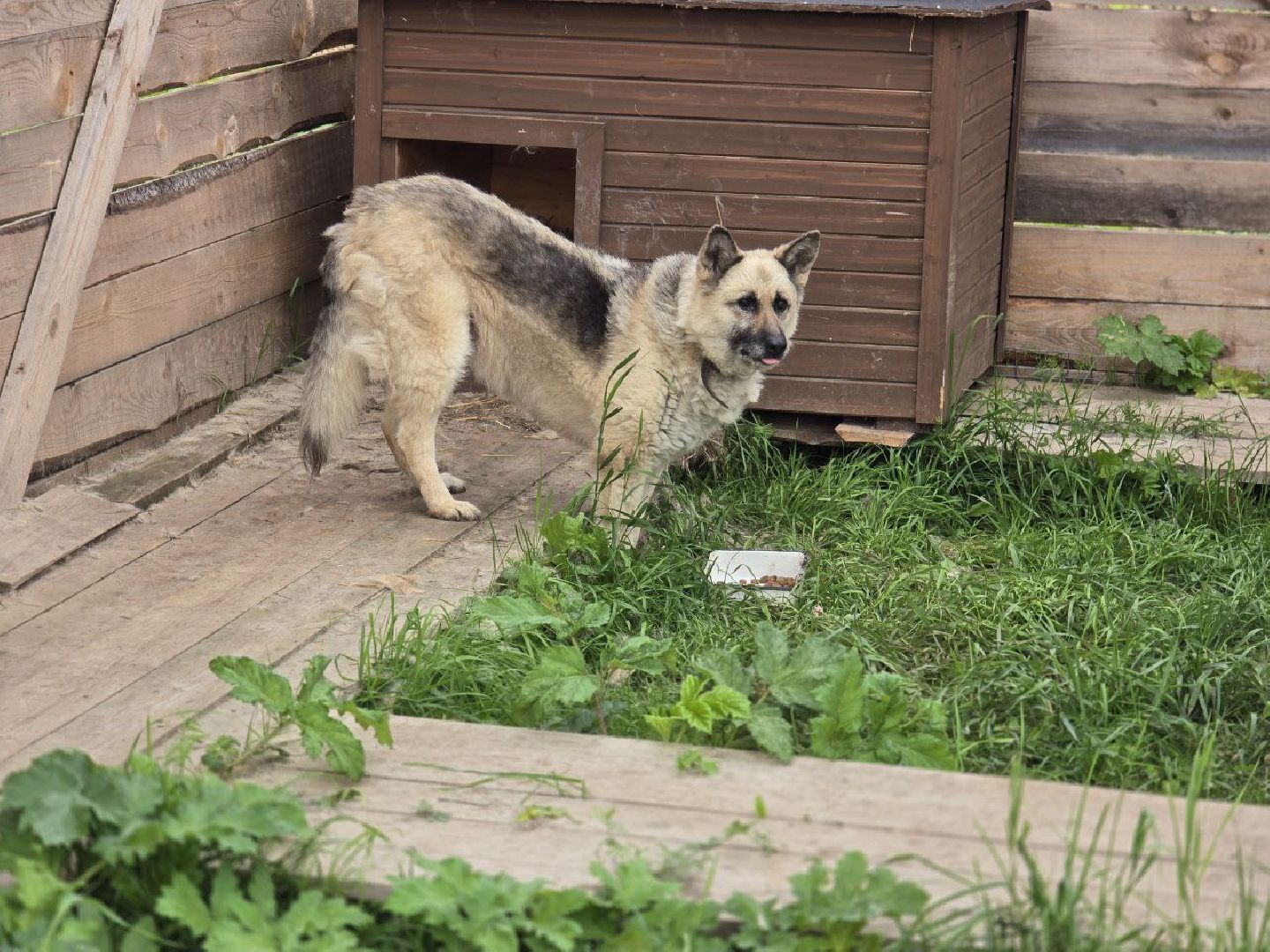 можайск, можайский муниципальный округ, подмосковье,  можайский приют бездомных животных, собаки, общество, помощь приюту,