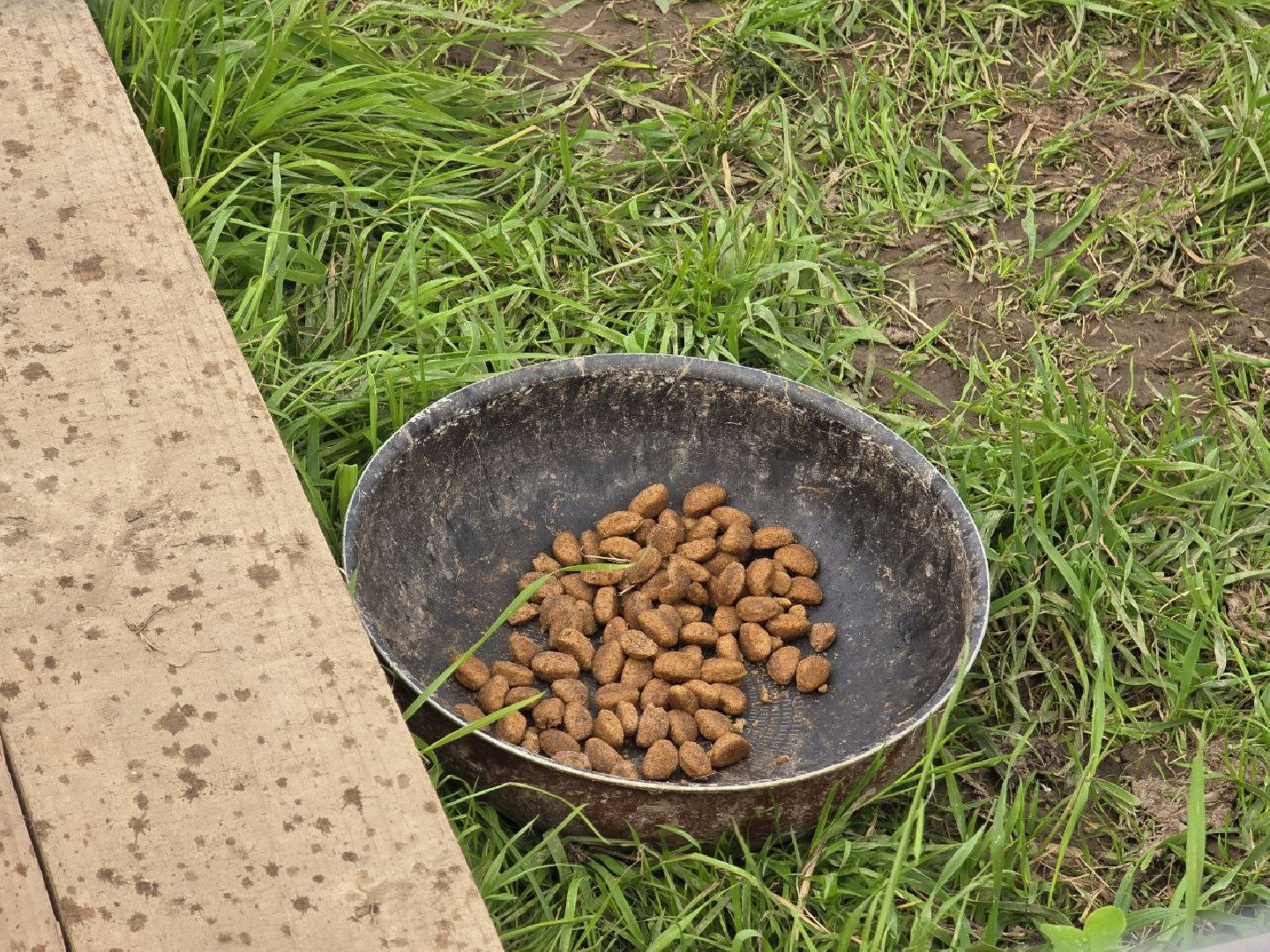 можайск, можайский муниципальный округ, подмосковье,  можайский приют бездомных животных, собаки, общество, помощь приюту,