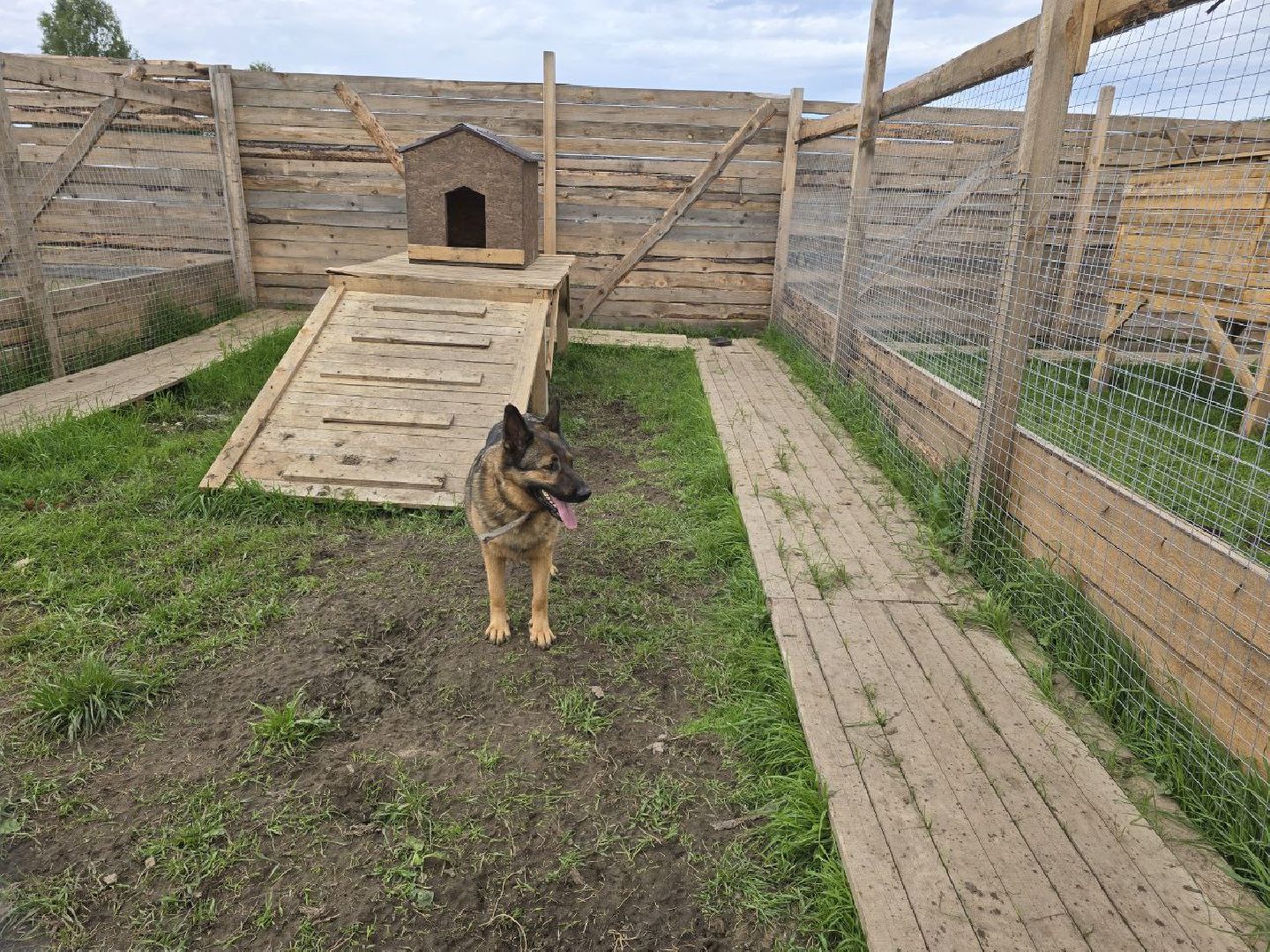 можайск, можайский муниципальный округ, подмосковье,  можайский приют бездомных животных, собаки, общество, помощь приюту,