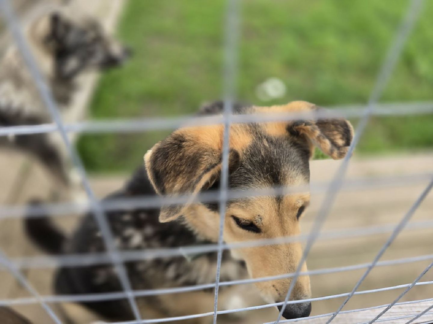 можайск, можайский муниципальный округ, подмосковье,  можайский приют бездомных животных, собаки, общество, помощь приюту,