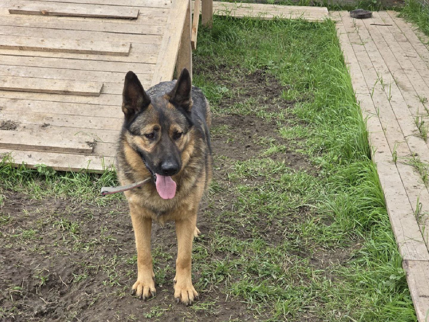 можайск, можайский муниципальный округ, подмосковье,  можайский приют бездомных животных, собаки, общество, помощь приюту,