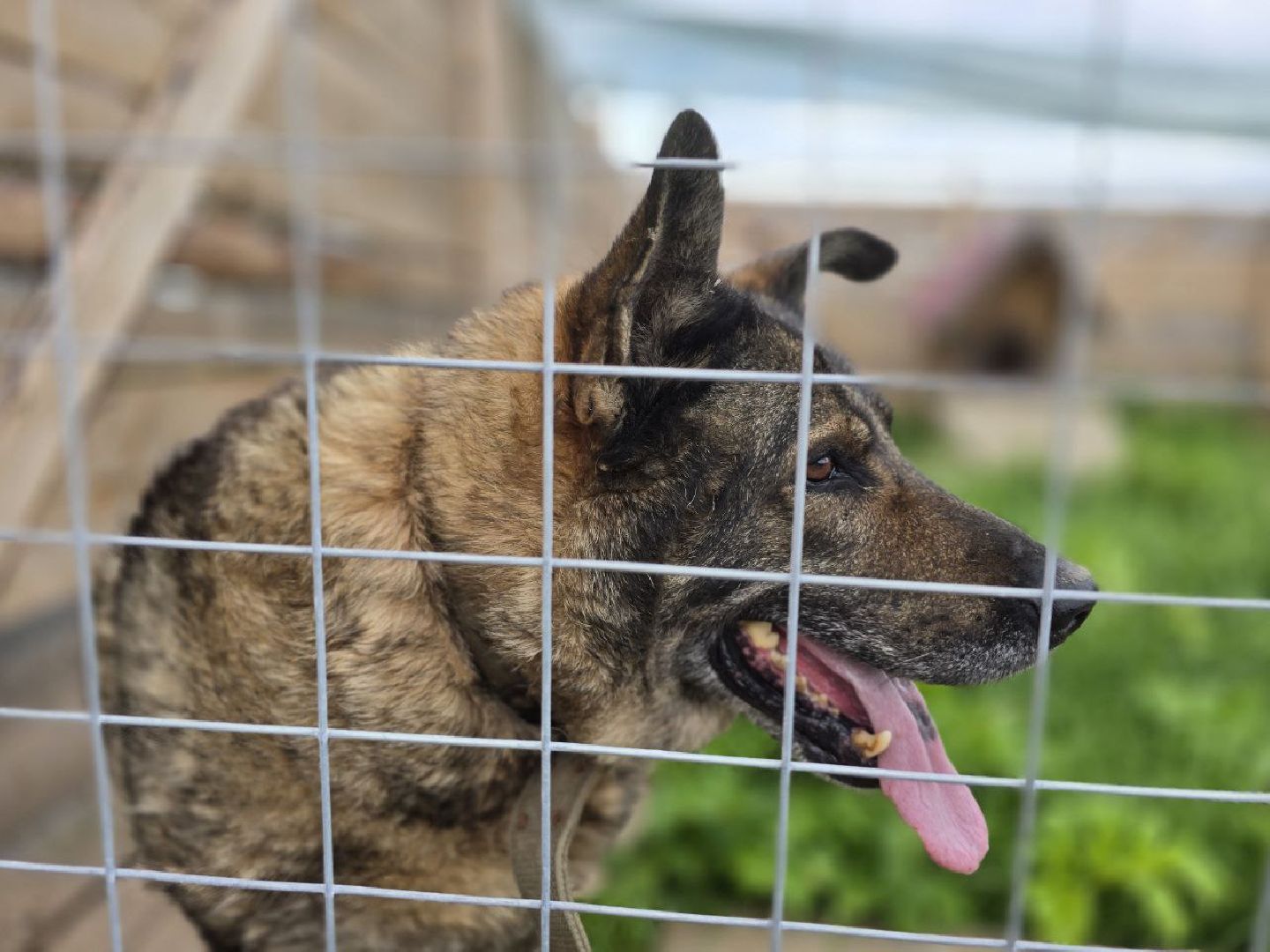 можайск, можайский муниципальный округ, подмосковье,  можайский приют бездомных животных, собаки, общество, помощь приюту,